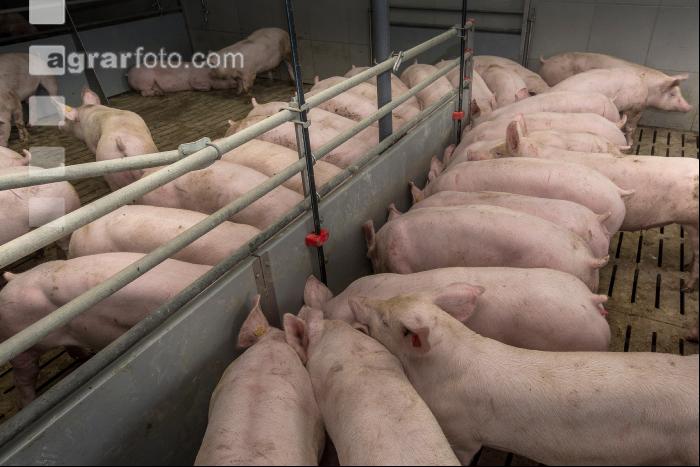 Mastschweine 121