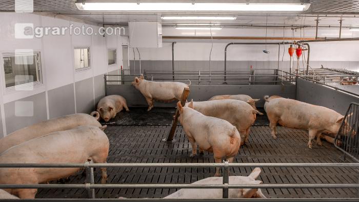 Mastschweine 120