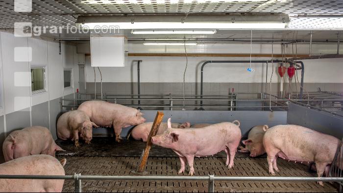 Mastschweine 119
