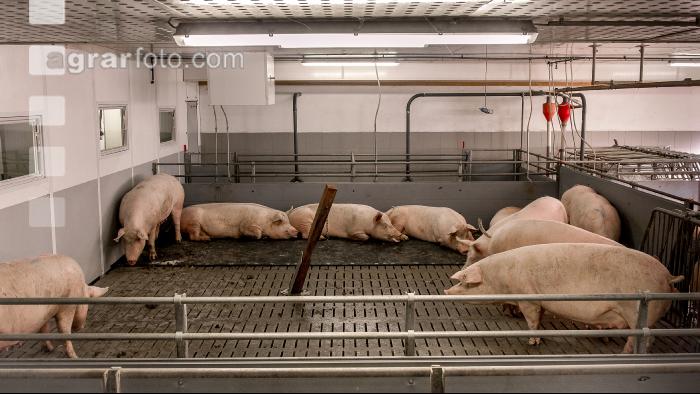 Mastschweine 118