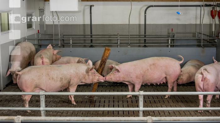 Mastschweine 116