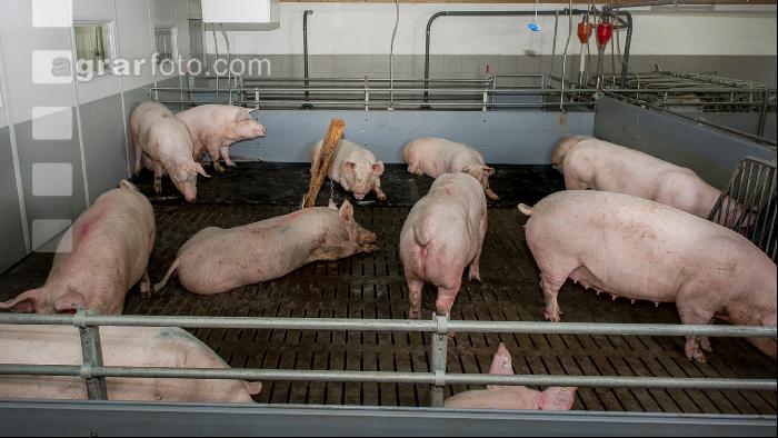 Mastschweine 115