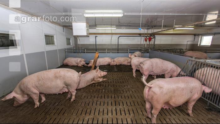 Mastschweine 114
