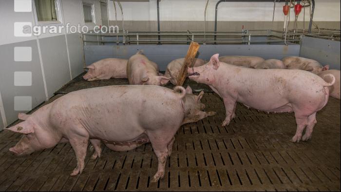Mastschweine 112