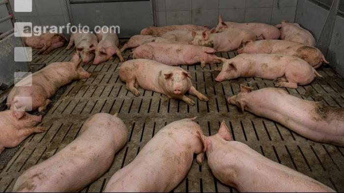 Mastschweine 122