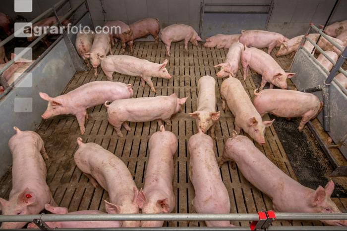 Mastschweine 111