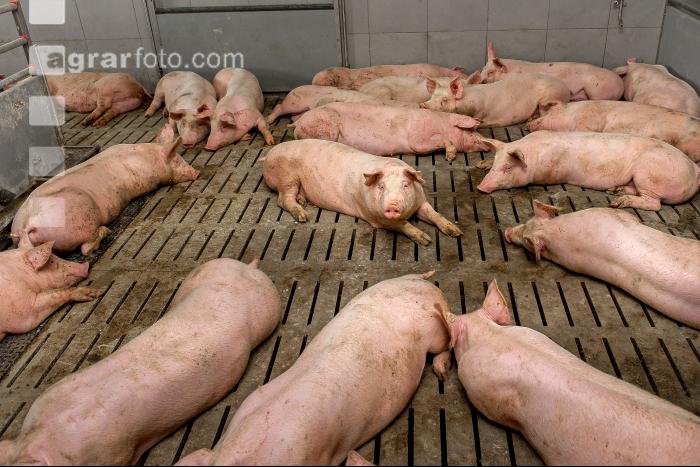 Mastschweine 110