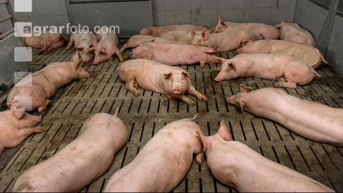 Mastschweine 107