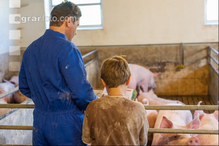 Management Mastschweine 3