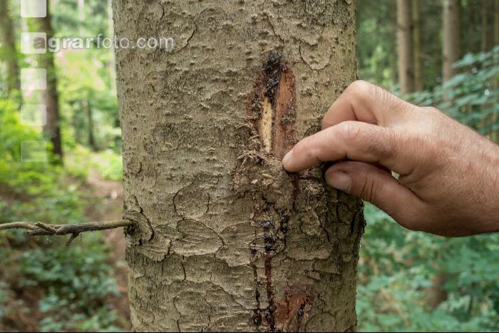 Waldschäden Vandalismus 8
