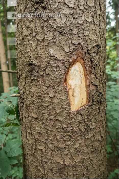 Waldschäden Vandalismus 5
