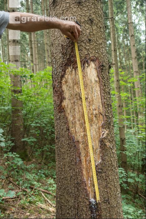 Waldschäden Vandalismus 4