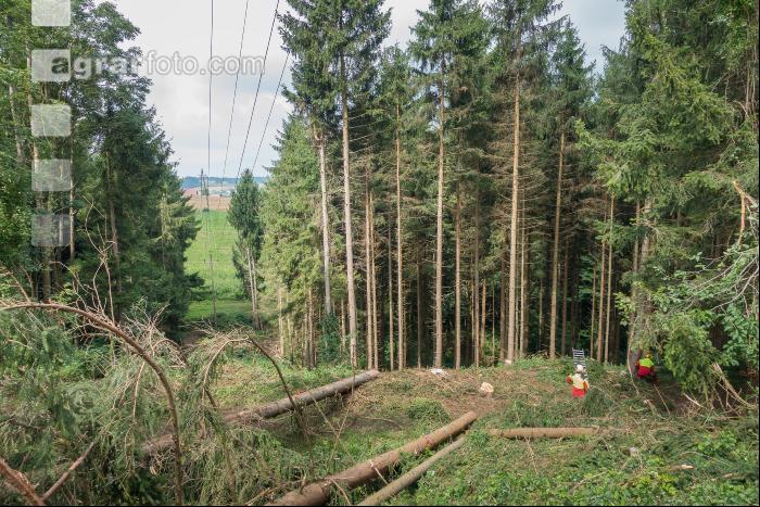 Stromleitung freischneiden 5