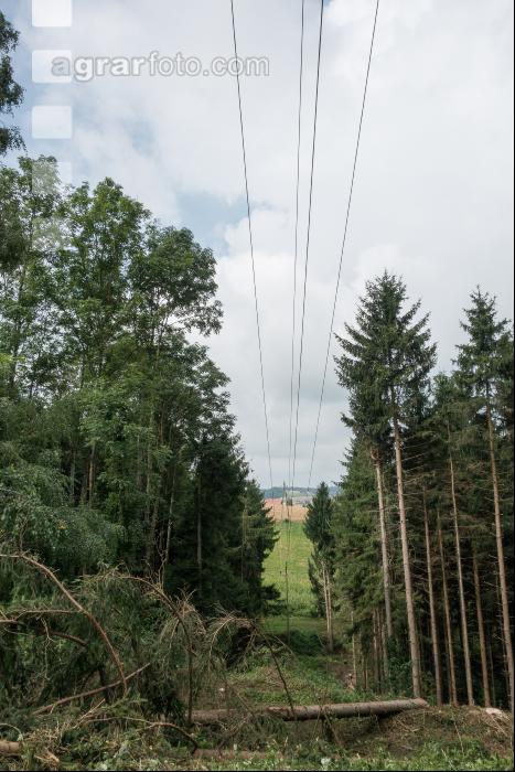Stromleitung freischneiden 3