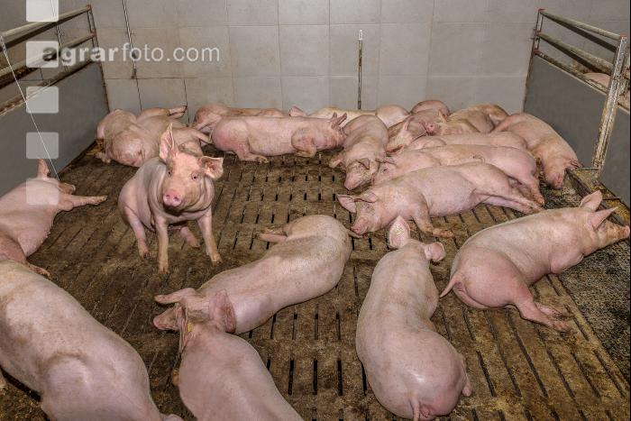 Mastschweine 106
