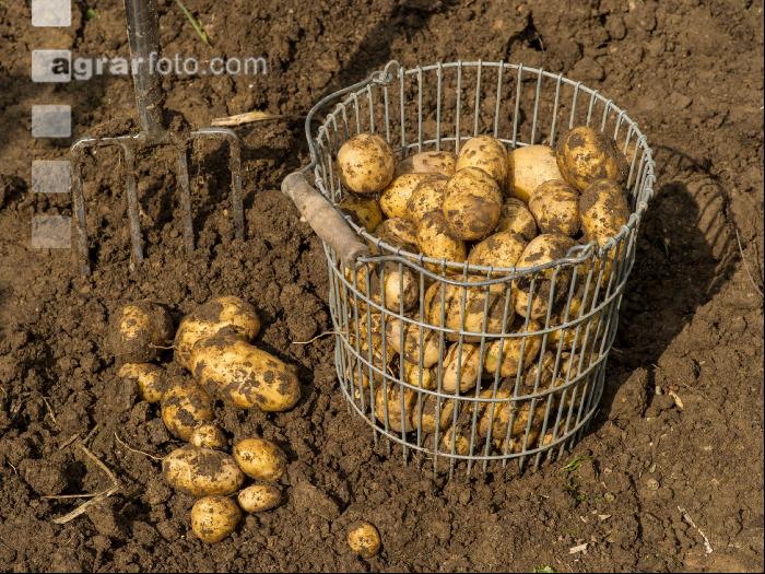 Kartoffelernte im Garten 14