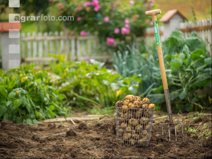 Kartoffelernte im Garten 10