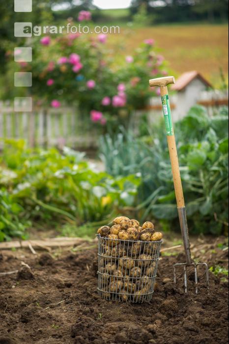 Kartoffelernte im Garten 9