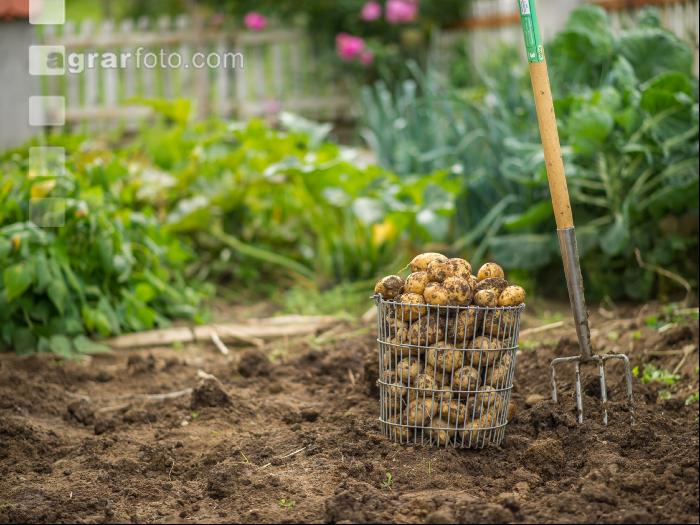 Kartoffelernte im Garten 8