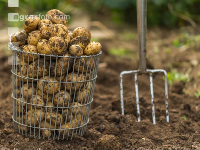 Kartoffelernte im Garten 6