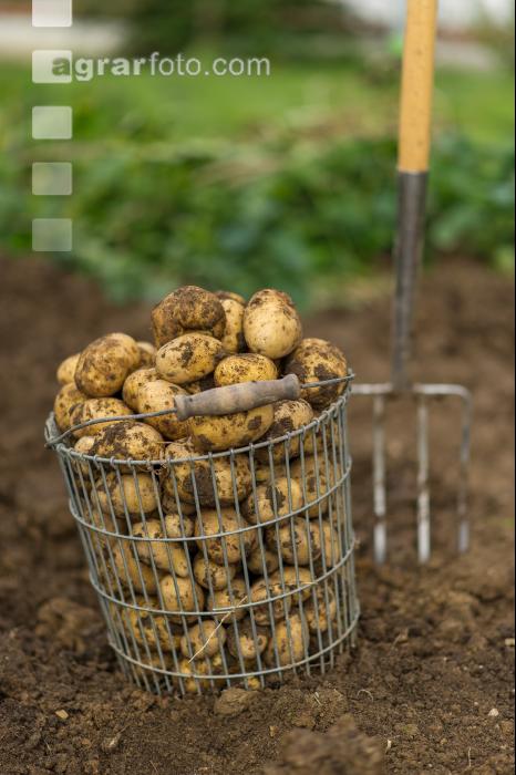 Kartoffelernte im Garten 5