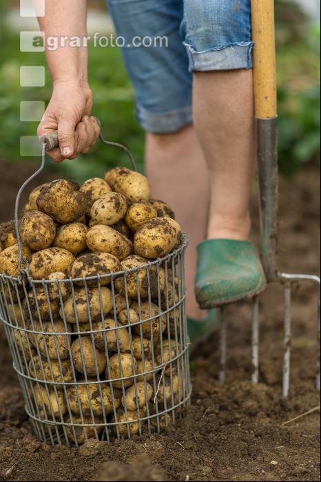 Kartoffelernte im Garten 4