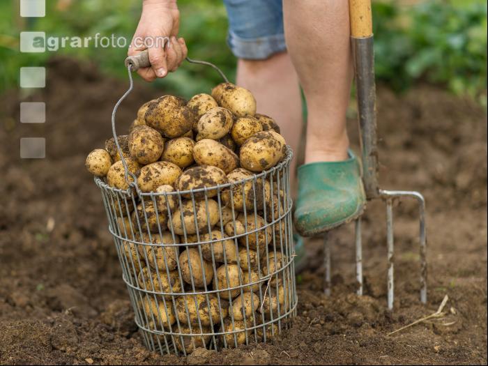 Kartoffelernte im Garten 3