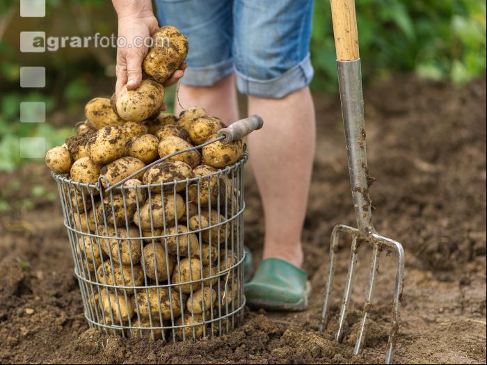 Kartoffelernte im Garten 2