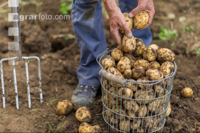 Kartoffelernte im Garten 1