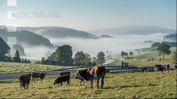 Im Schwarzwald 2