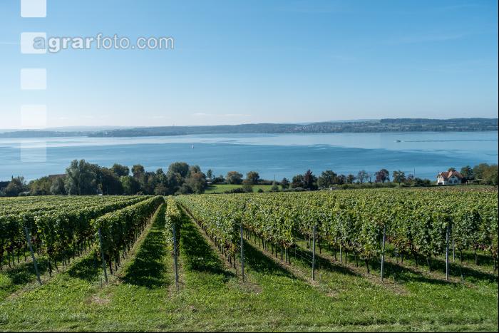 Weingärten am Bodensee 5