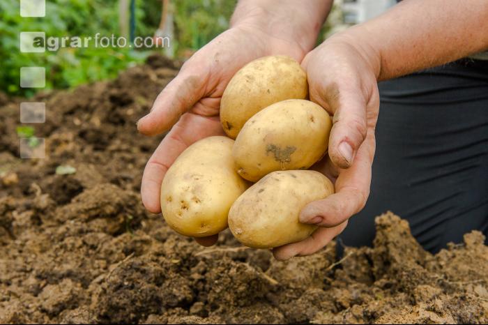Kartoffelernte im Garten 17