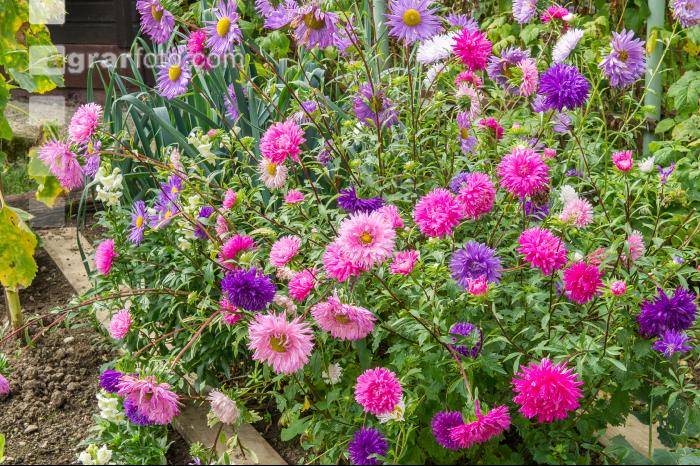 Aster 3