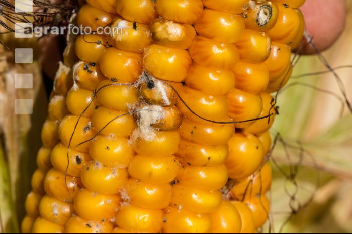 Mais Fusarium 1