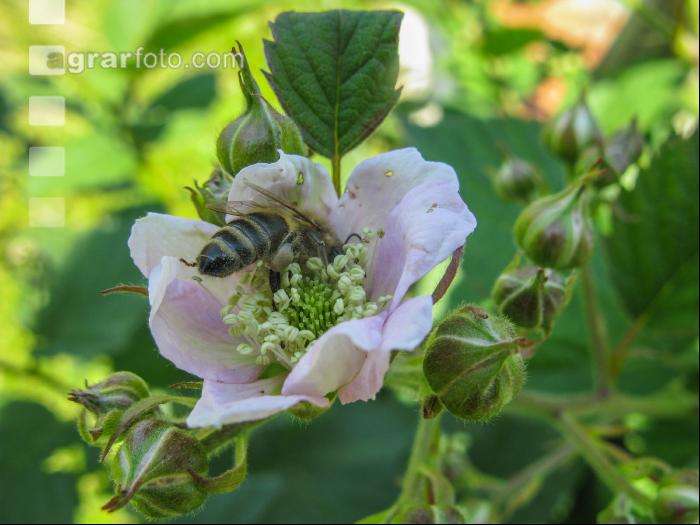 Biene auf Blüte 3