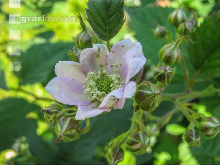 Brombeere Blüte 9