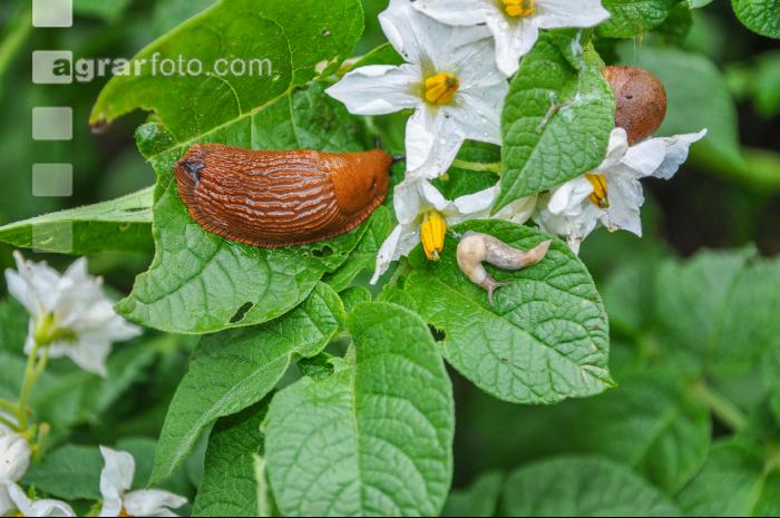 Wegschnecke 10