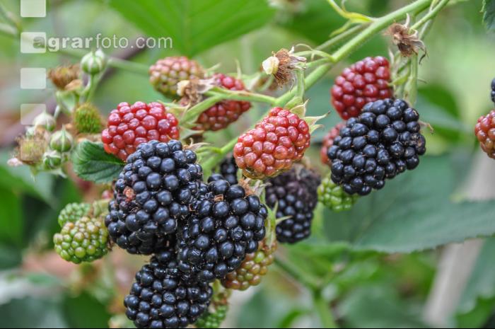 Brombeeren 4