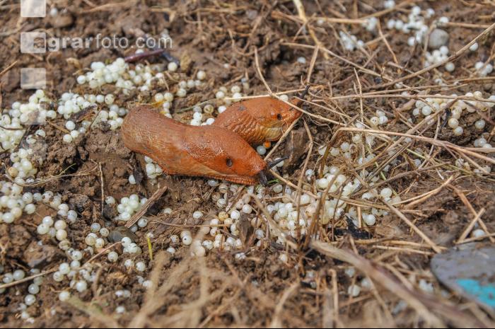 Wegschnecke 2