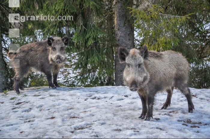 Wildschweine 17