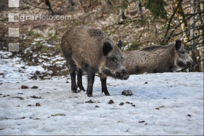 Wildschweine 19