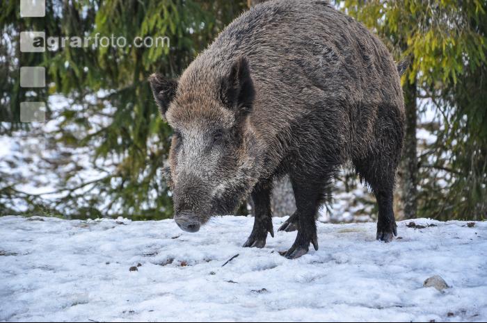 Wildschweine 20