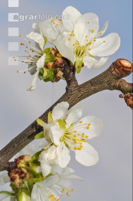 Birne Blüte 20