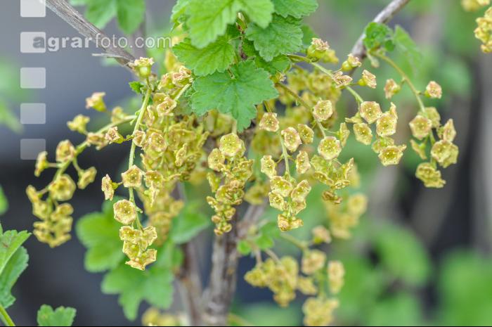 Ribisel Blüte 4