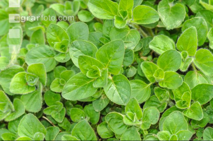 Oregano 8