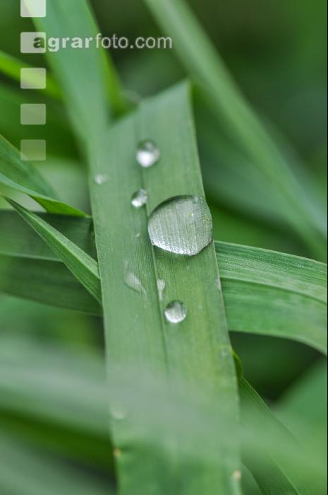 Tautropfen 1
