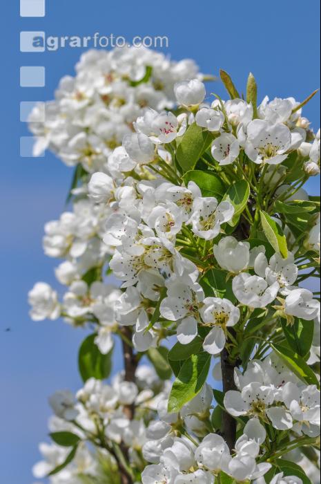 Birne Blüte 22