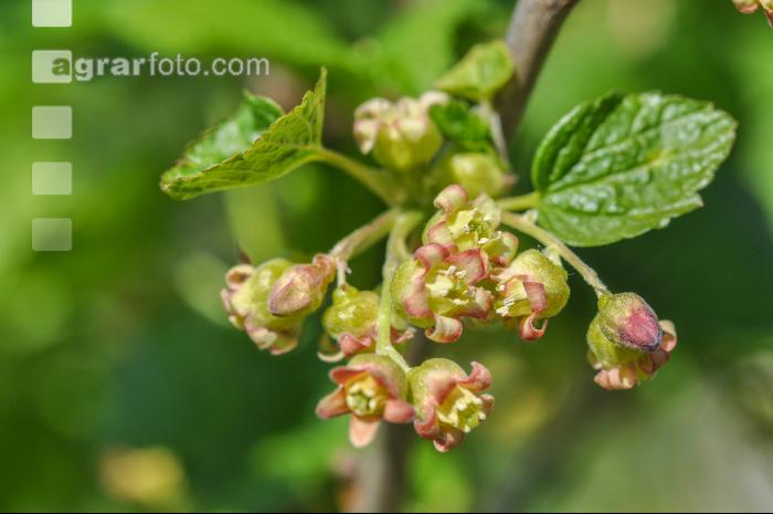 Jostabeere Blüte 4