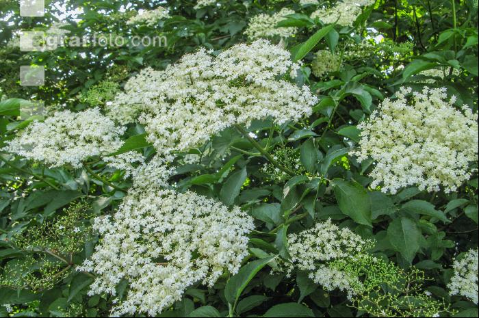 Holunder Blüte 7