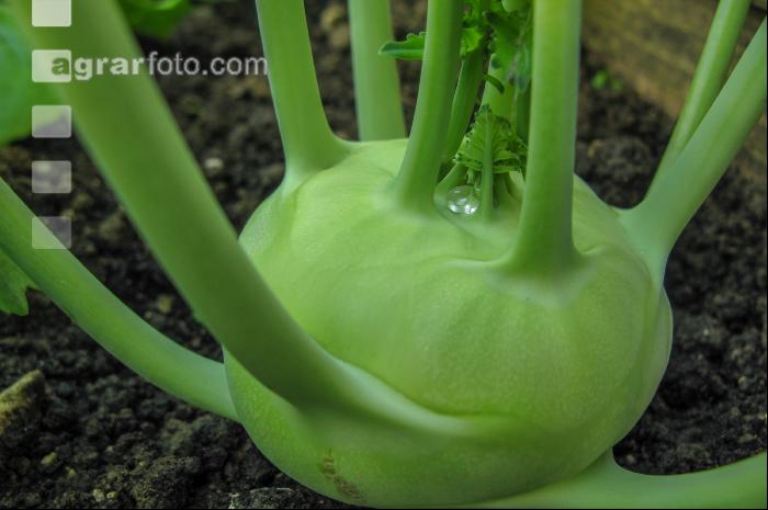Kohlrabi weiß 2